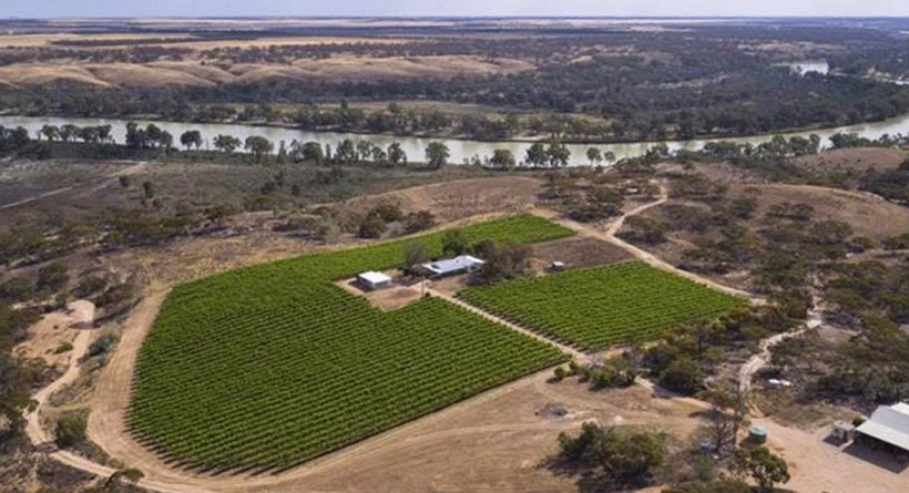 Byrne Vineyards 